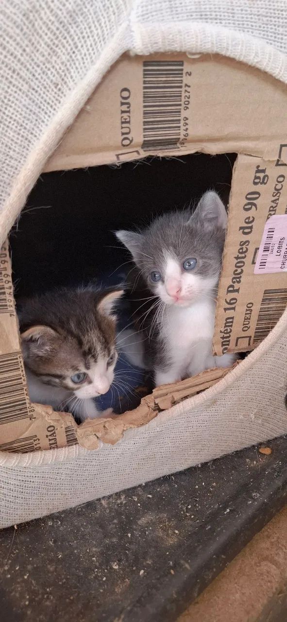 Doa-se gatinhos  machos  - Foto 4