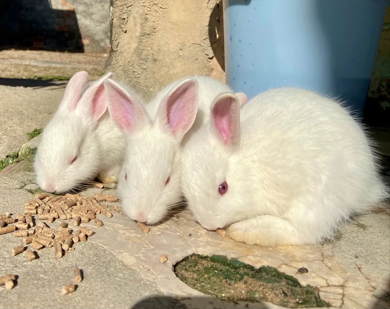 Coelhinhos Nova Zelândia - 1 mês de idade!  - Foto 3