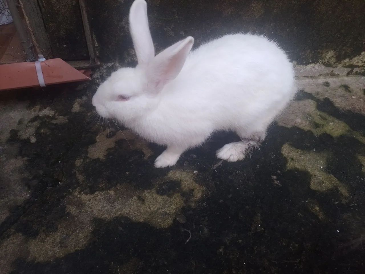 Coelho Branco - Pelúcia Macia - Foto 2