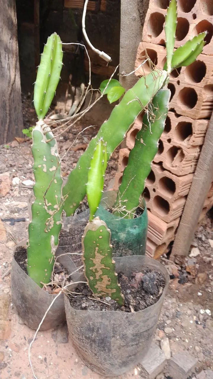 Pitaya  Vermelha (mudas) - Foto 3