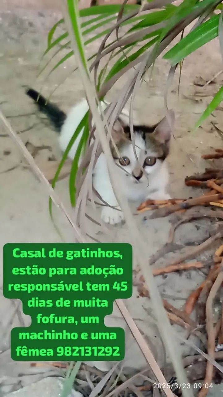 Gatinhos para adoção - casal de fofuras!