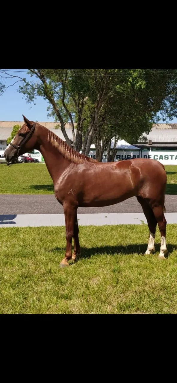 Egua Mangalarga Paulista - Foto 2