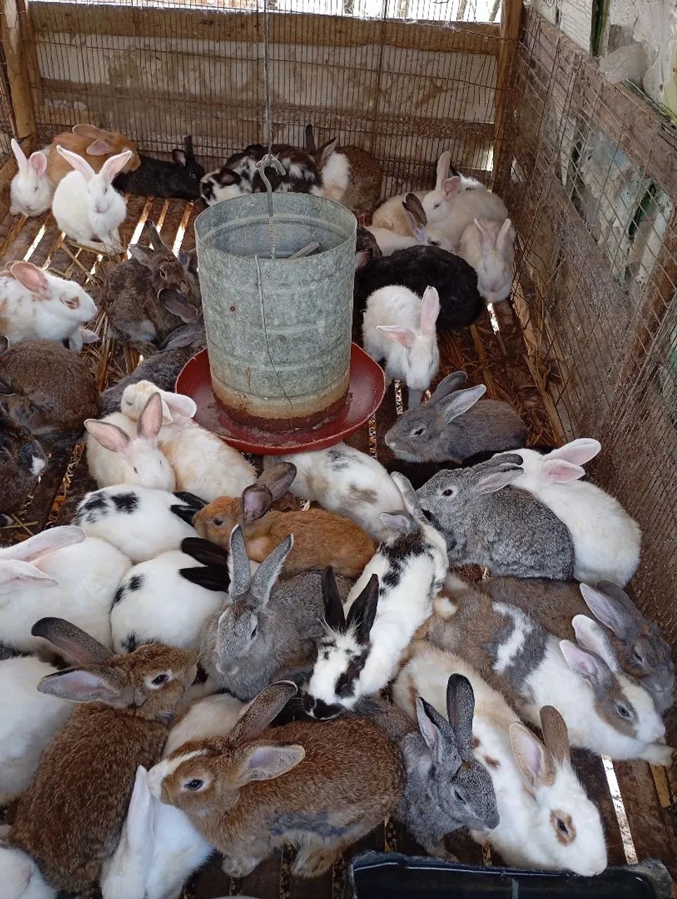 Vende-se Coelho. - Foto 3