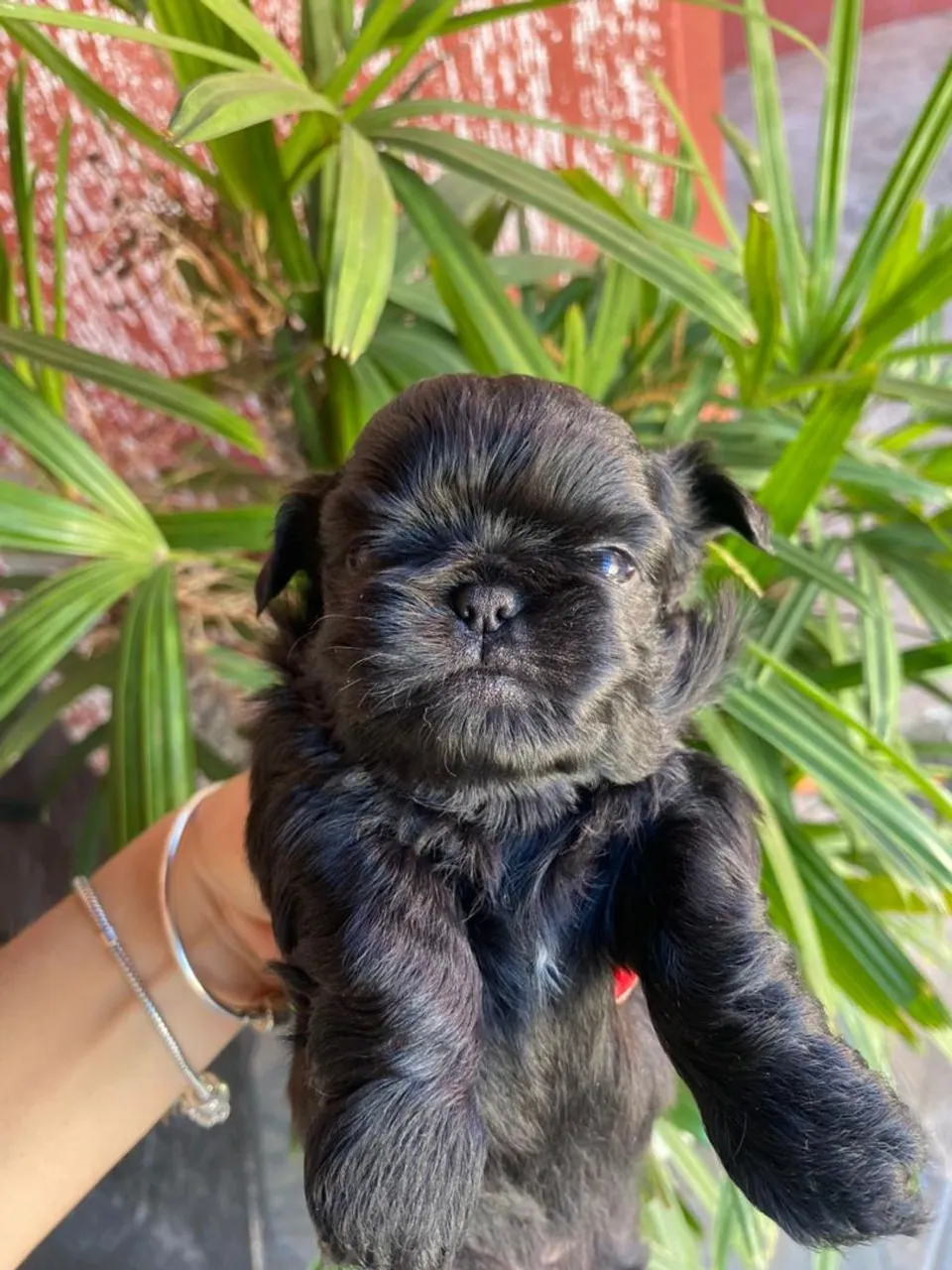 Filhote Shih-Tzu Macho
