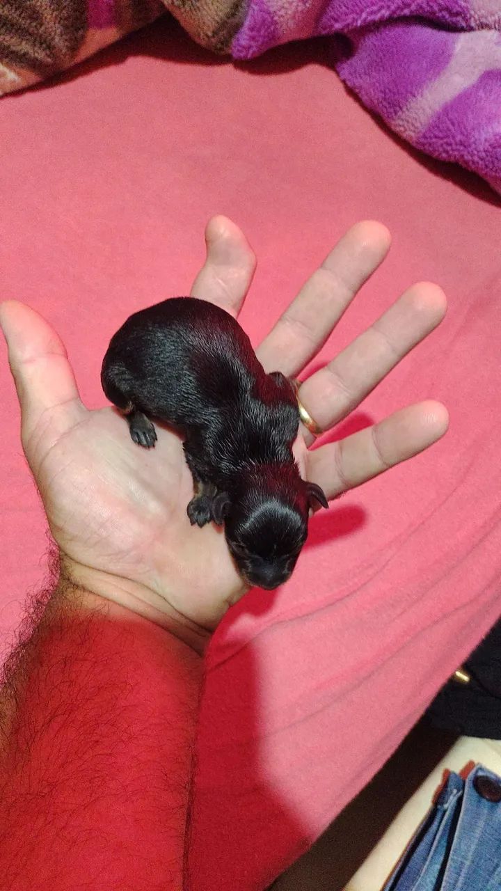 Filhote de Pinscher 0 - Foto 2