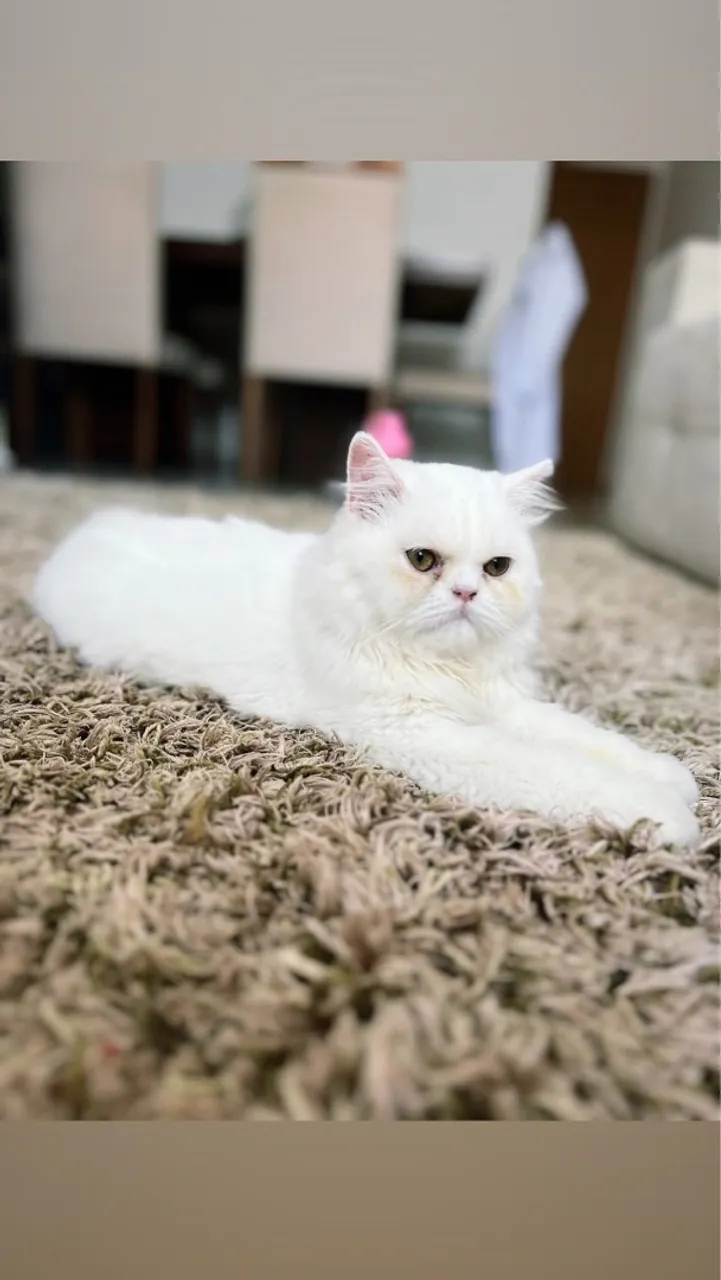 Gatinho Persa Branco para venda  