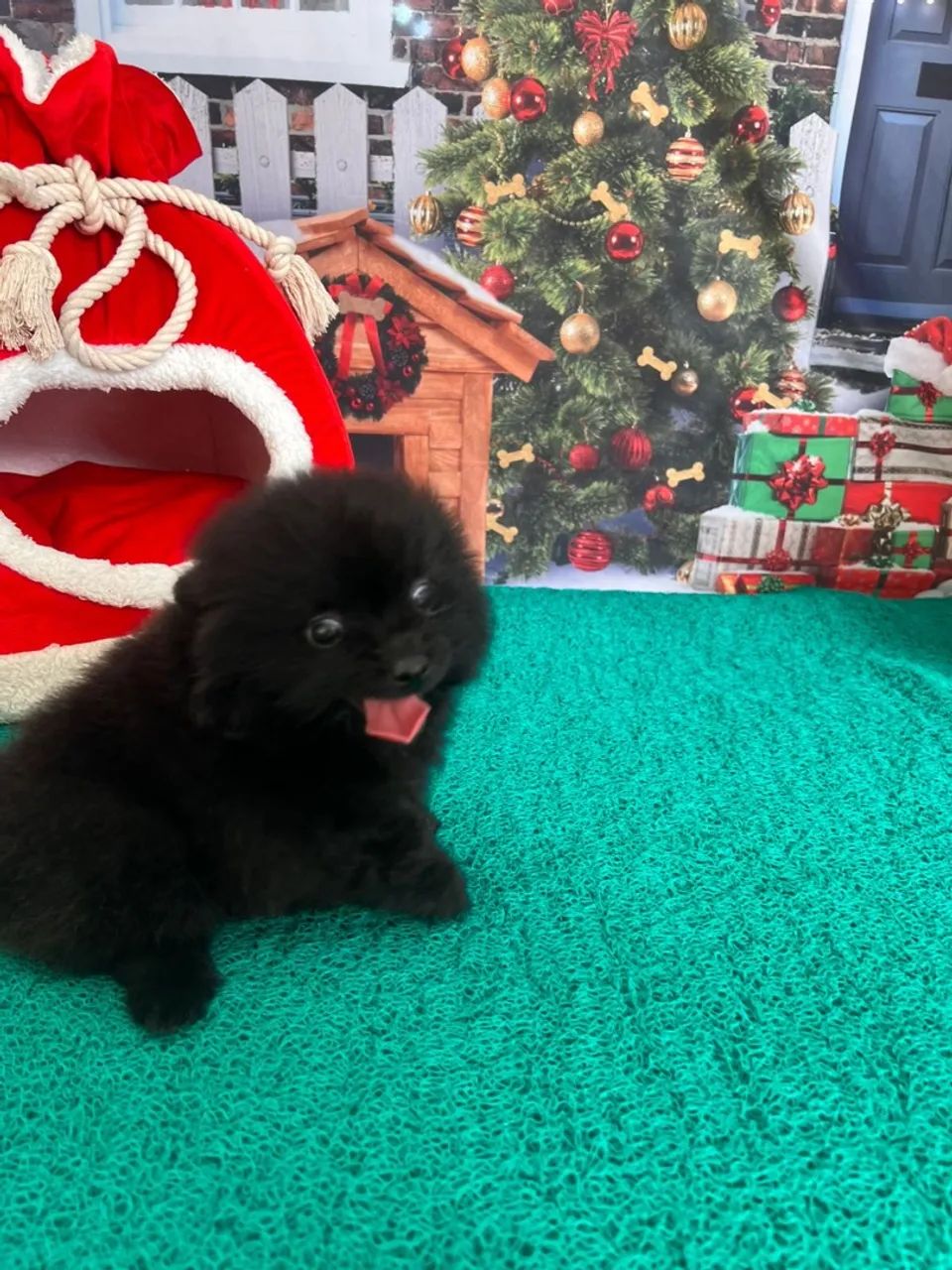 Lulus com lindas variações de cores e pelagens - Foto 3