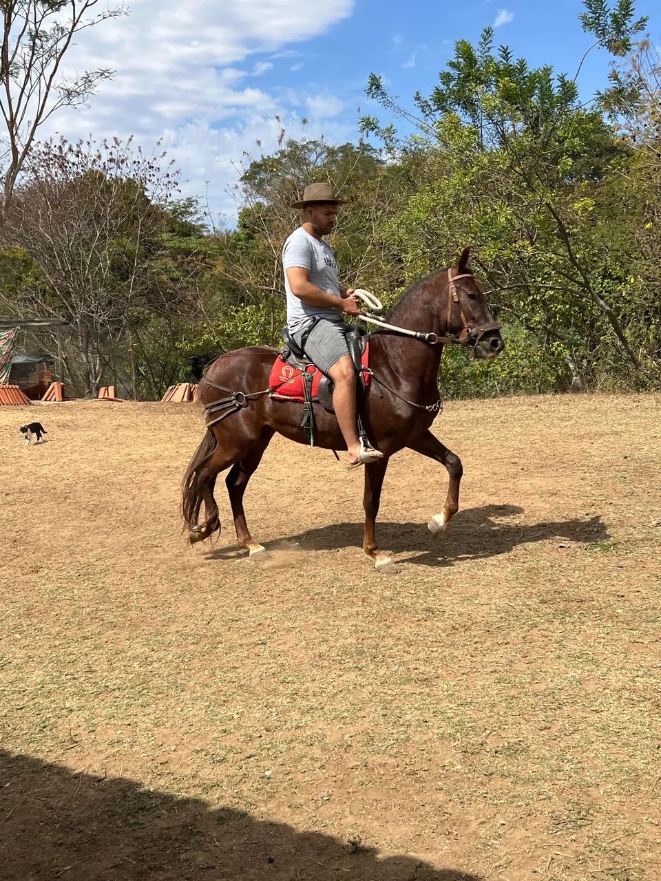 POTRO  REGISTRADO INÍCIO DE DOMA  - Foto 4