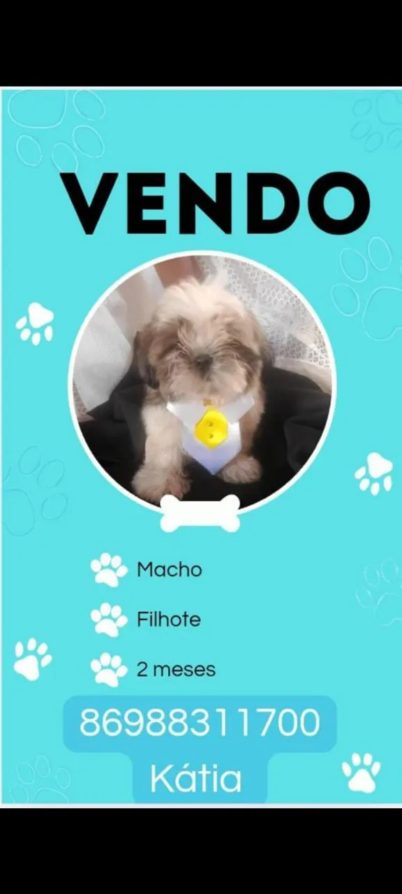 Shitzu MACHO 3 meses