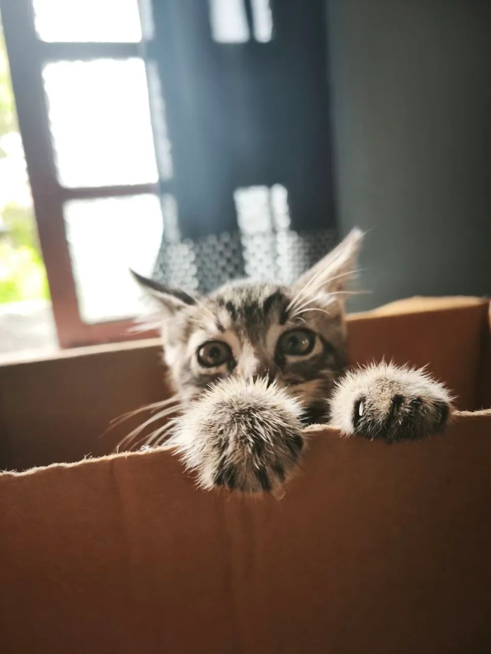 Gatinho filhote para doação 