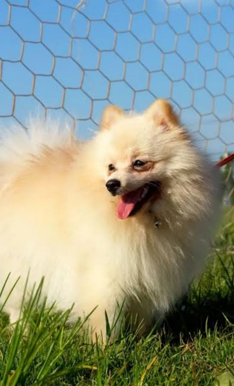 Lindo Spitz Alemão para adoção