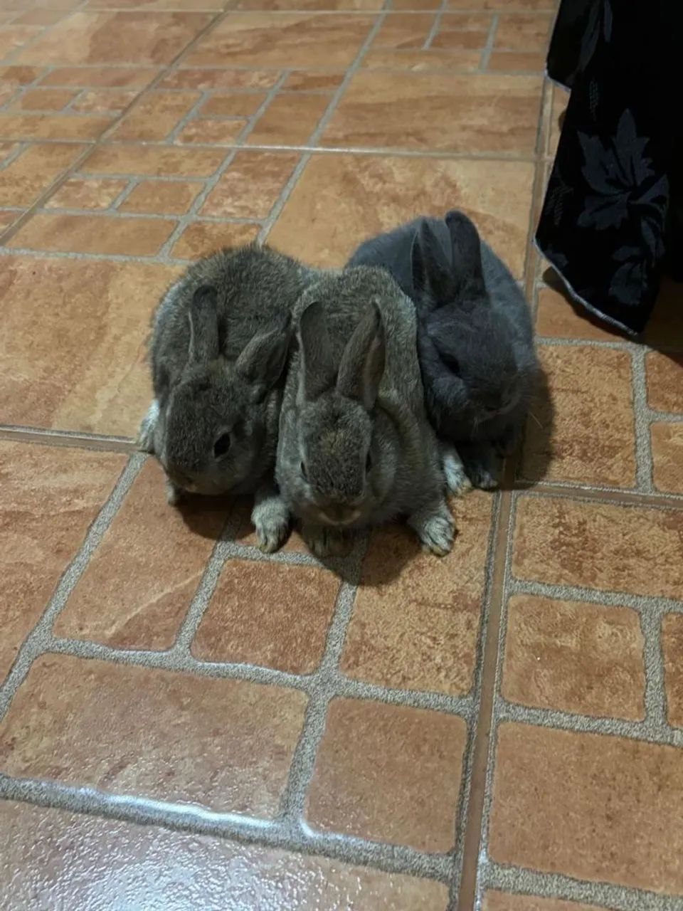 Mini coelhos  - Foto 2