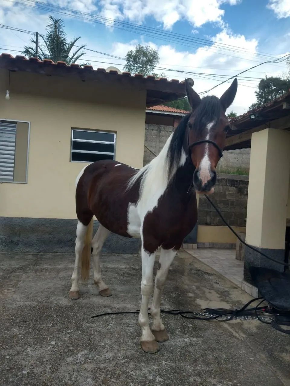 Egua mangalarga-troco - Foto 6