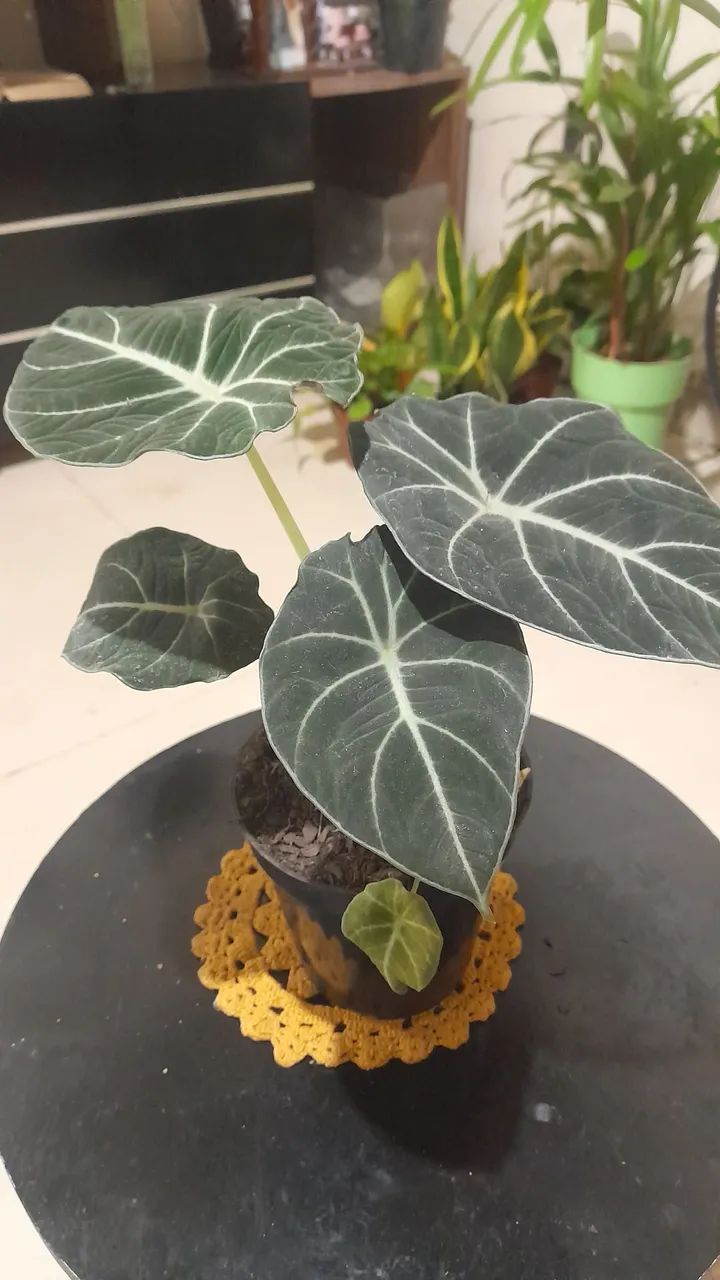 Planta Alocasia Black Velvet para colecionadores residências lojas escritórios  - Foto 3