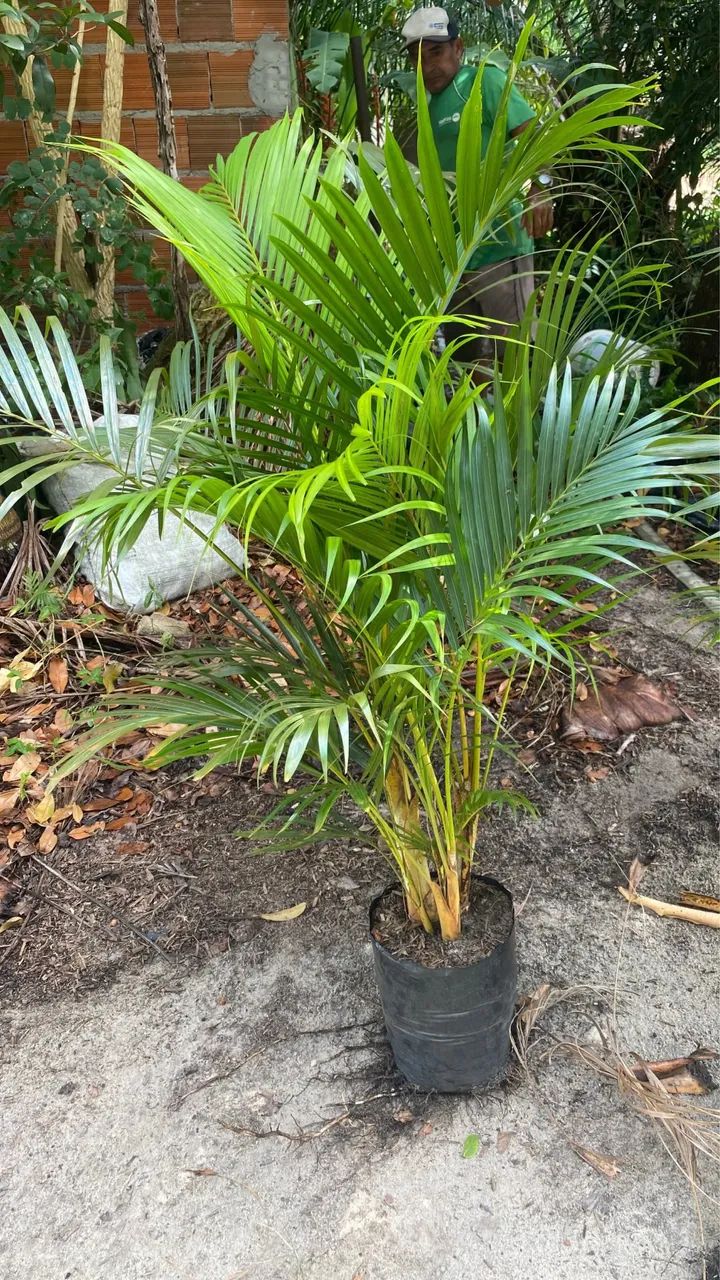 Palmeira areca bambu  - Foto 4