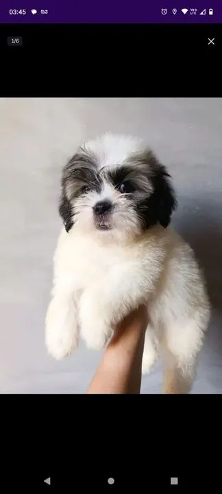 Doação, Filhote de Shih Tzu leia a descrição 