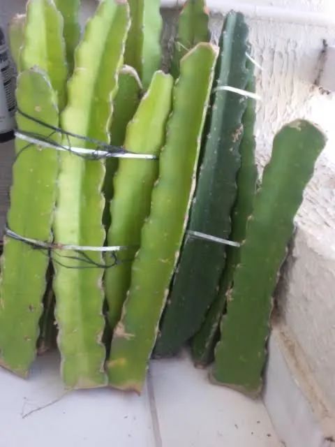 Mudas de Pitaia Vermelha - Kit com 2 Mudas - Foto 4