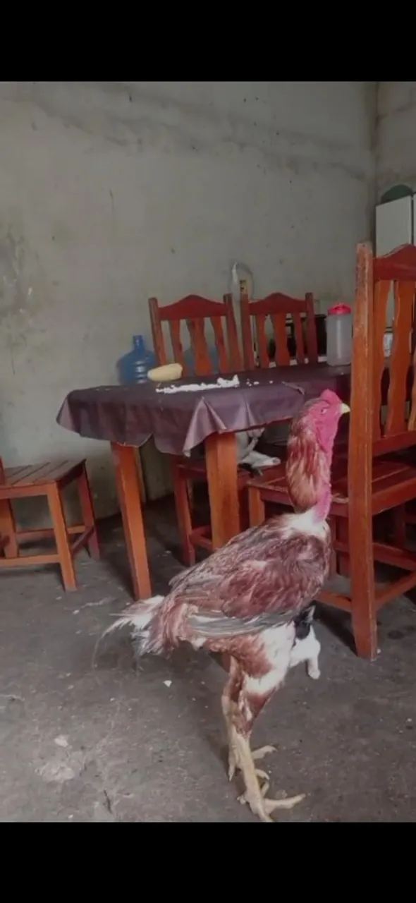 Galo de Raça