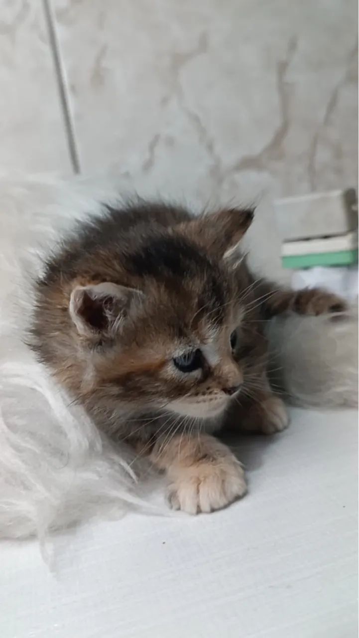 Maine Coon macho - Um gigante gentil pronto para te encantar! - Foto 5