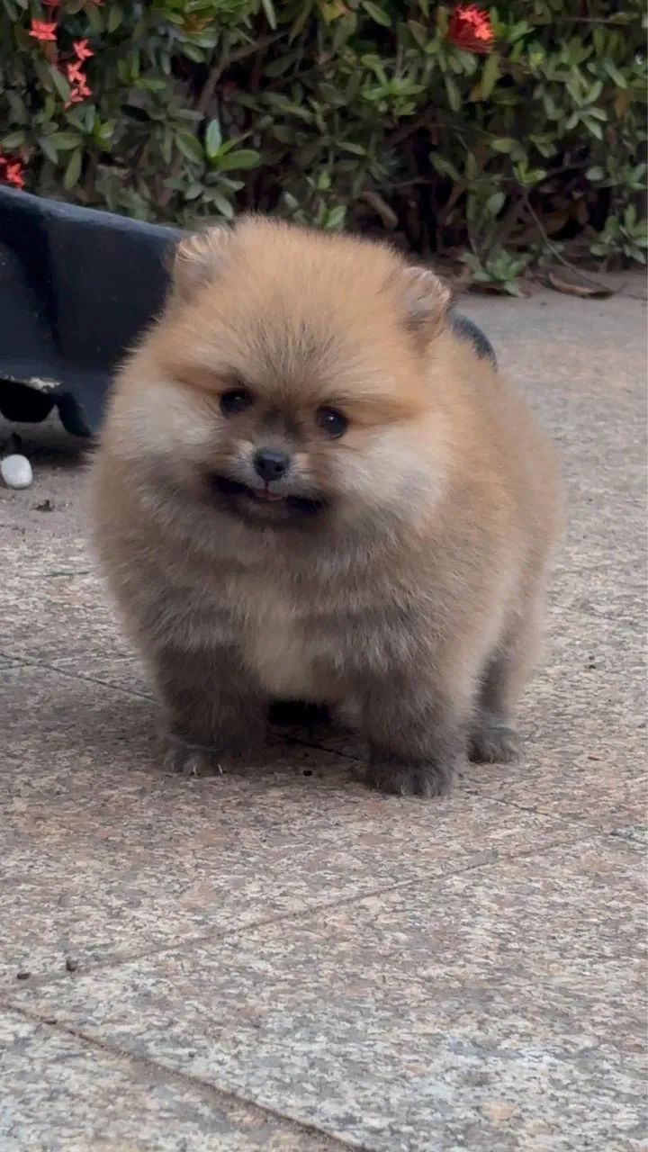 Filhote de Spitz alemão com pedigree + kit acessórios  - Foto 4