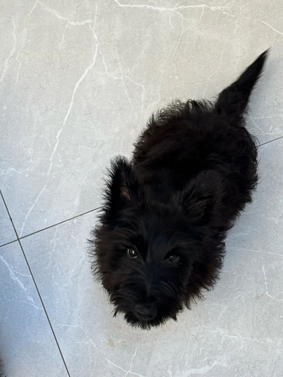 Scottish Terrier - Foto 3