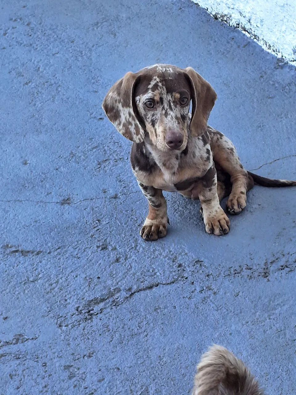 Casal de Daschund  - Foto 5