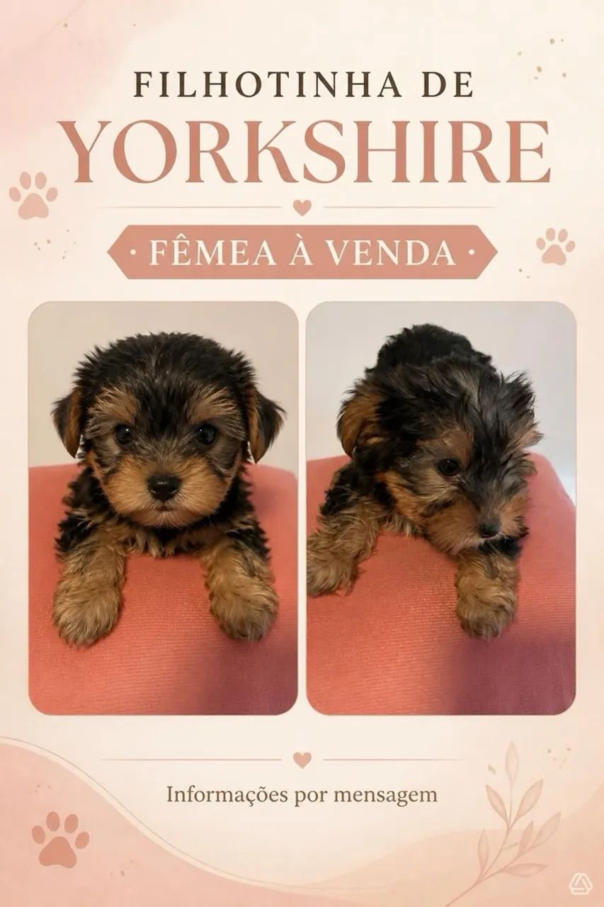 Yorkshire fêmea 