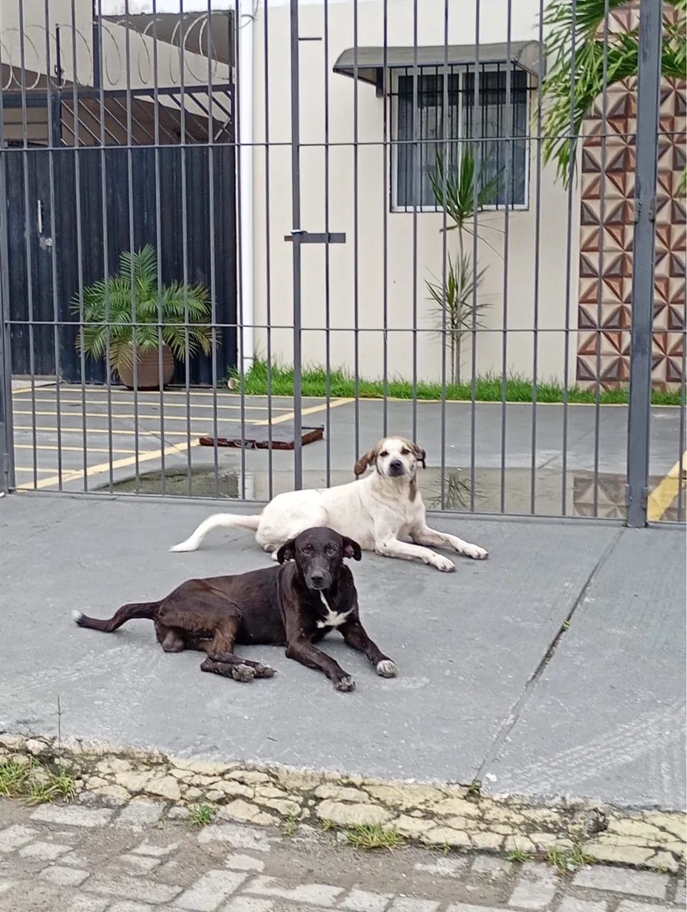 Adoção  - Foto 2