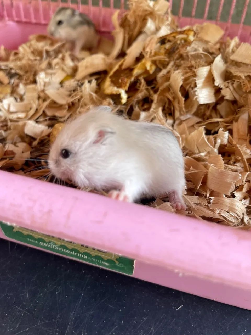 Hamster anão russo  - Foto 3