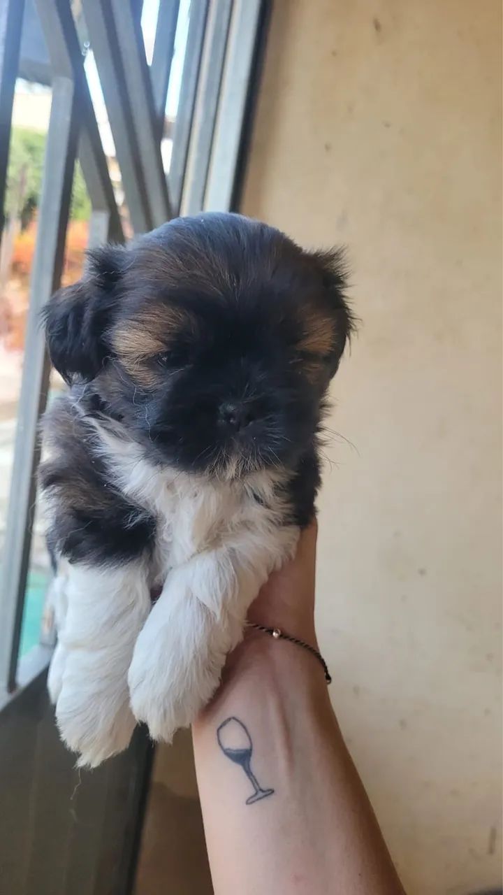 Shih Tzu Macho 
