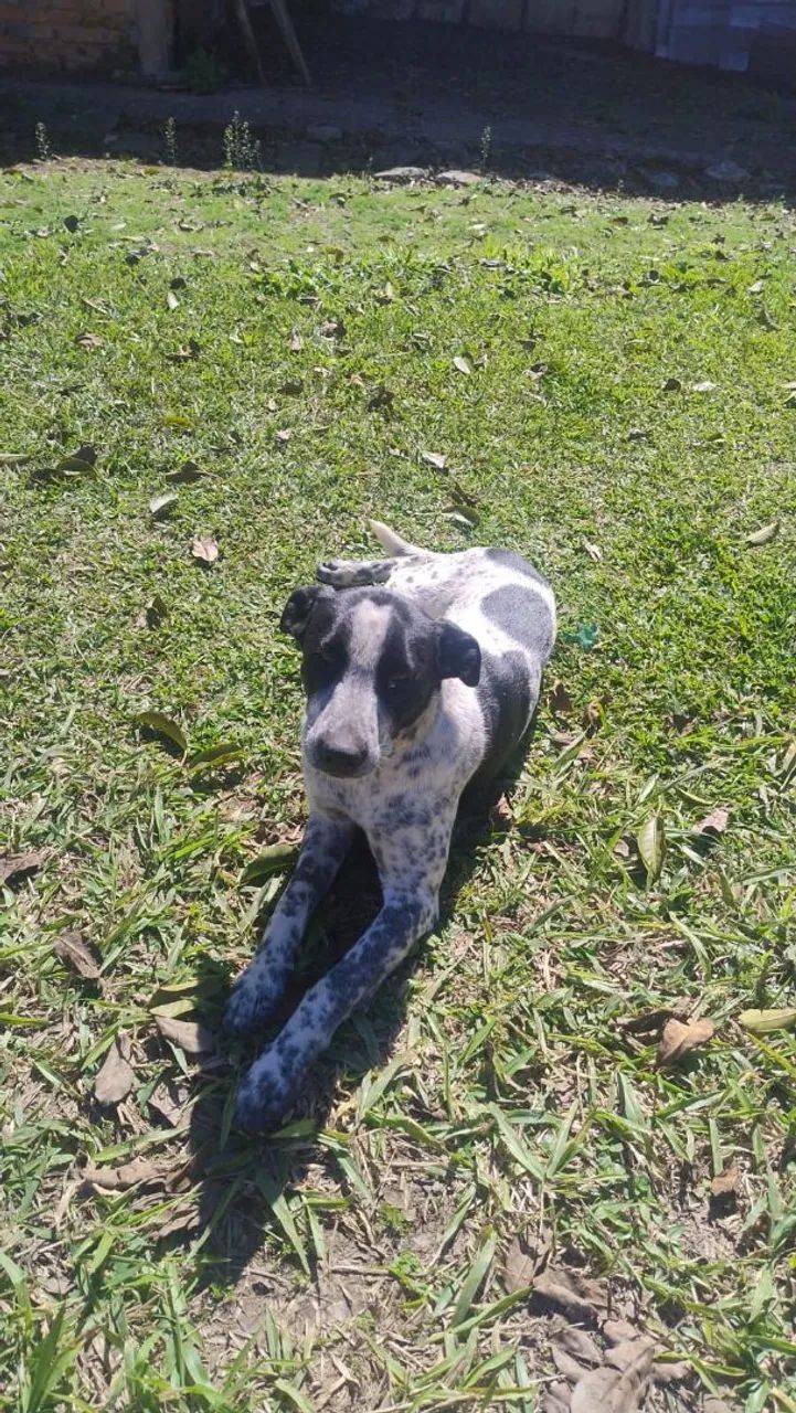 Adoção de cachorrinha  - Foto 4