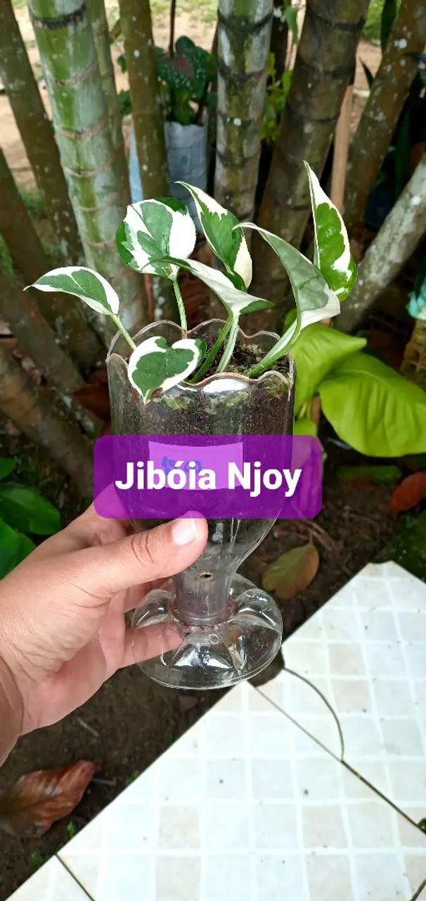 6 PLANTAS POR 40,00  - Foto 6