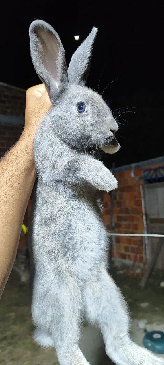 Coelhos com descendência de Flanders . - Foto 5