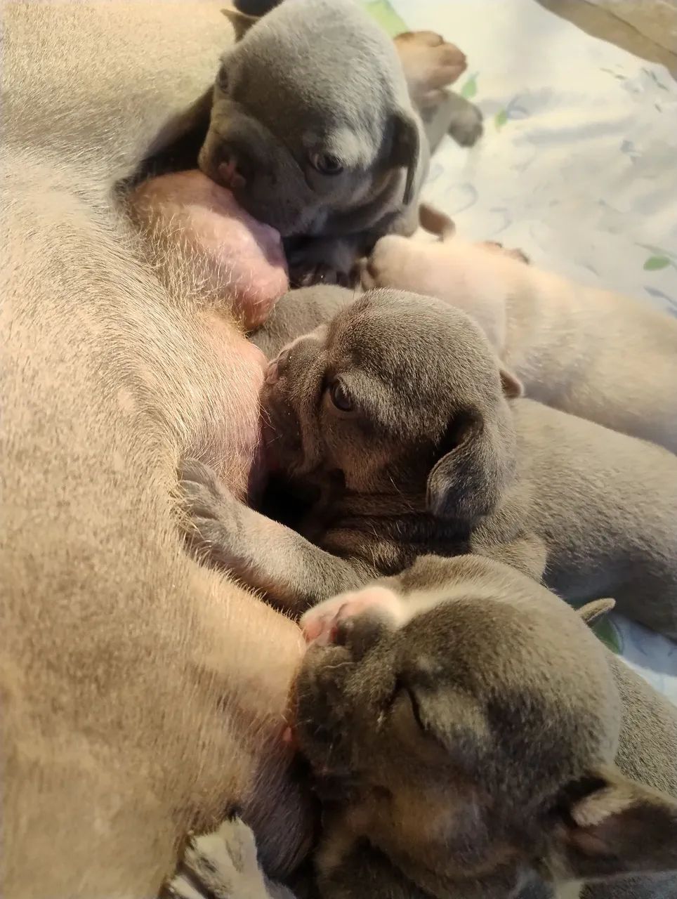 Bulldog Francês macho  - Foto 2