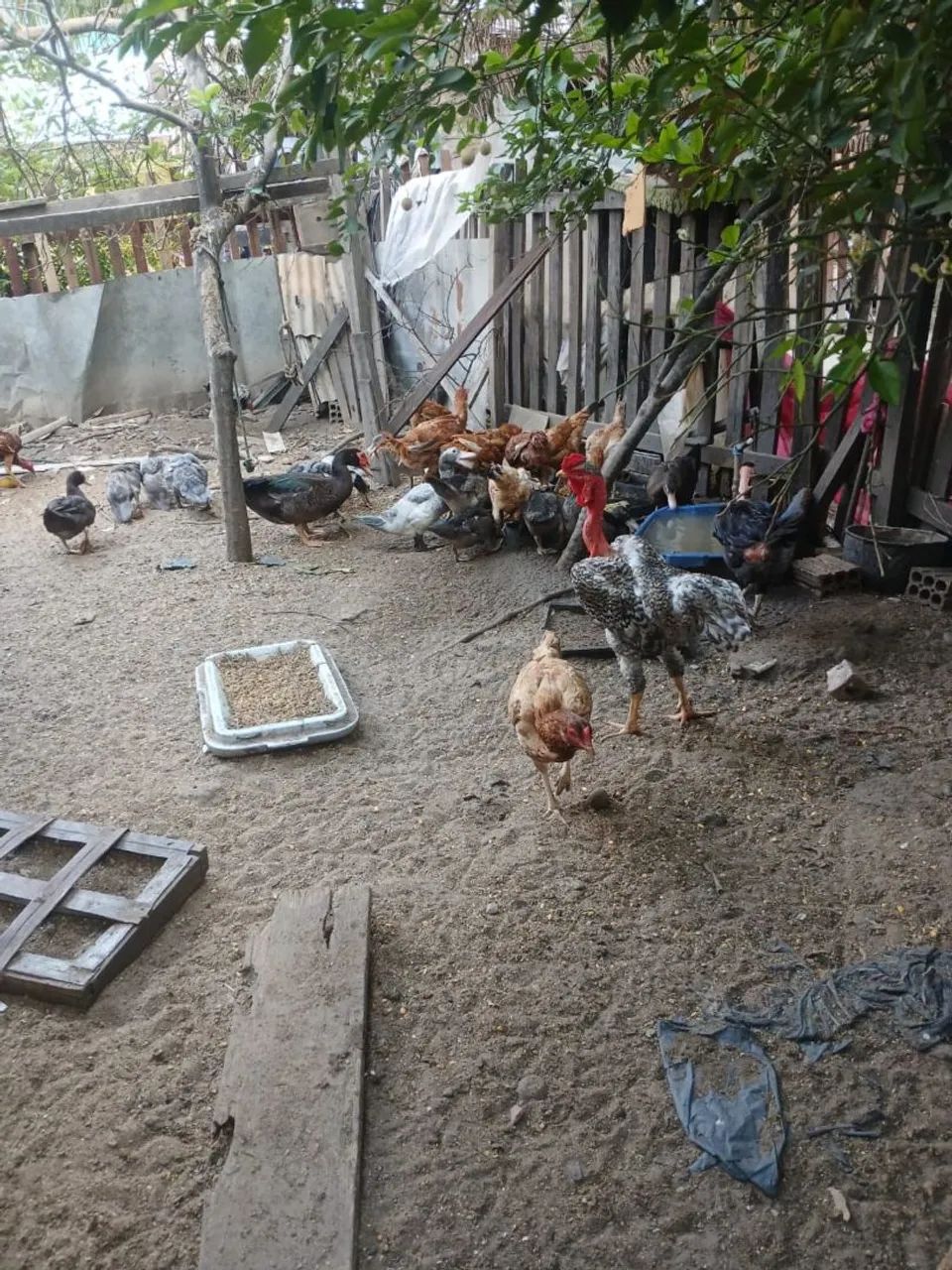 Vende - se galinhas e patos 