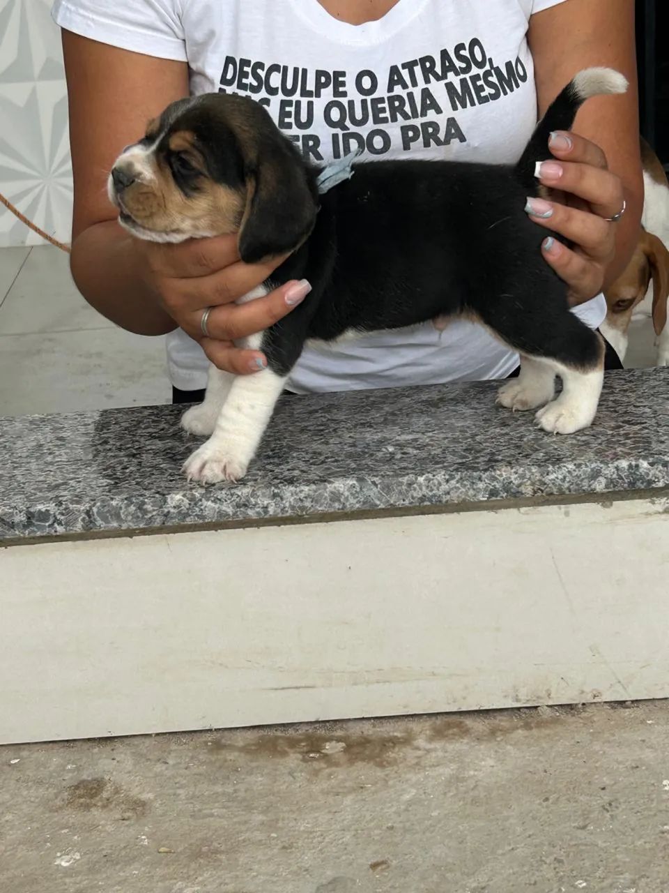 Mini beagles 13 polegadas  - Foto 3