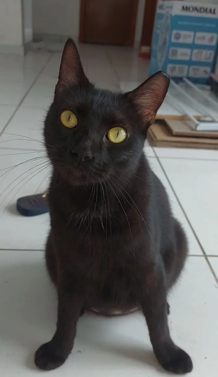 Doação Responsável de Gata Castrada