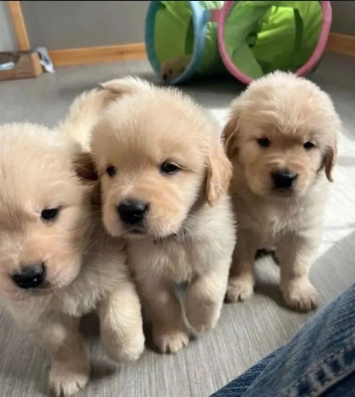 Golden Retriever 