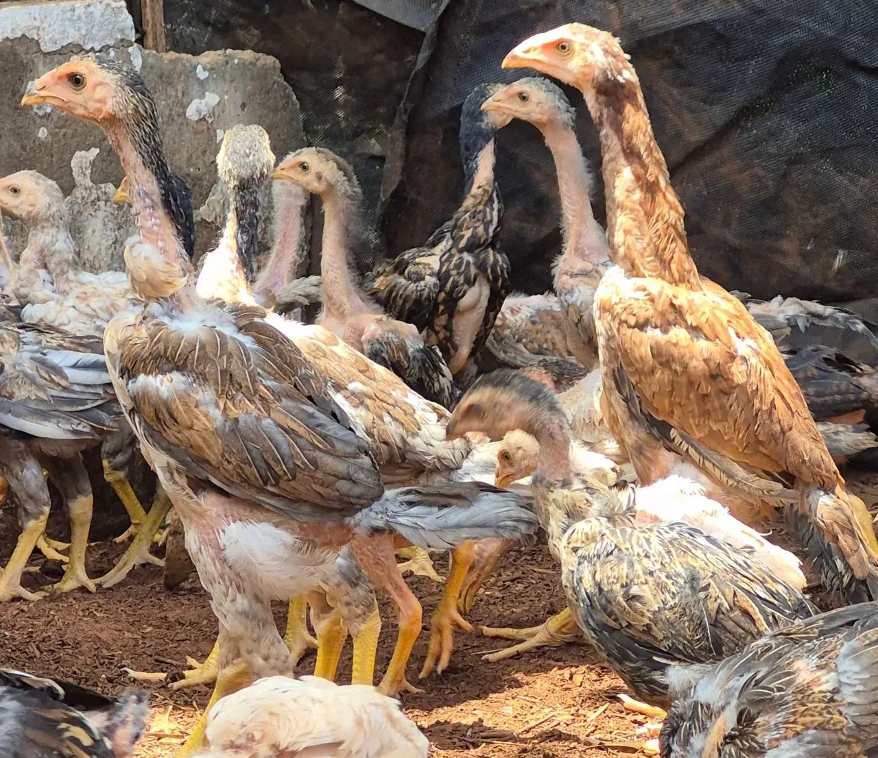 Aves indio gigantes  - Foto 3