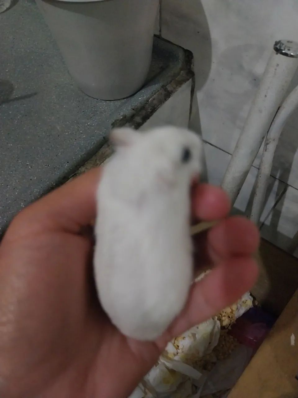 Hamster anao russo - Foto 5