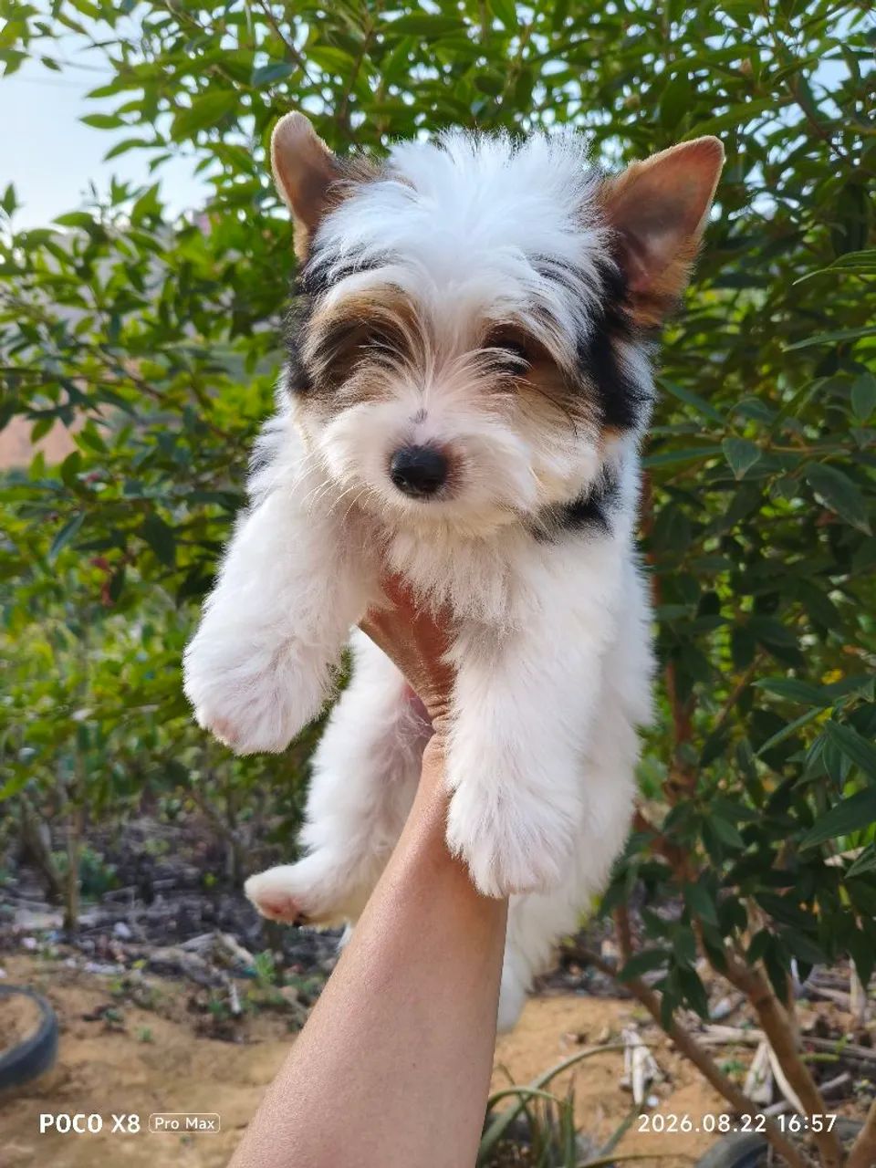 Yorkshire Biewer Terrier Machinho - Foto 4