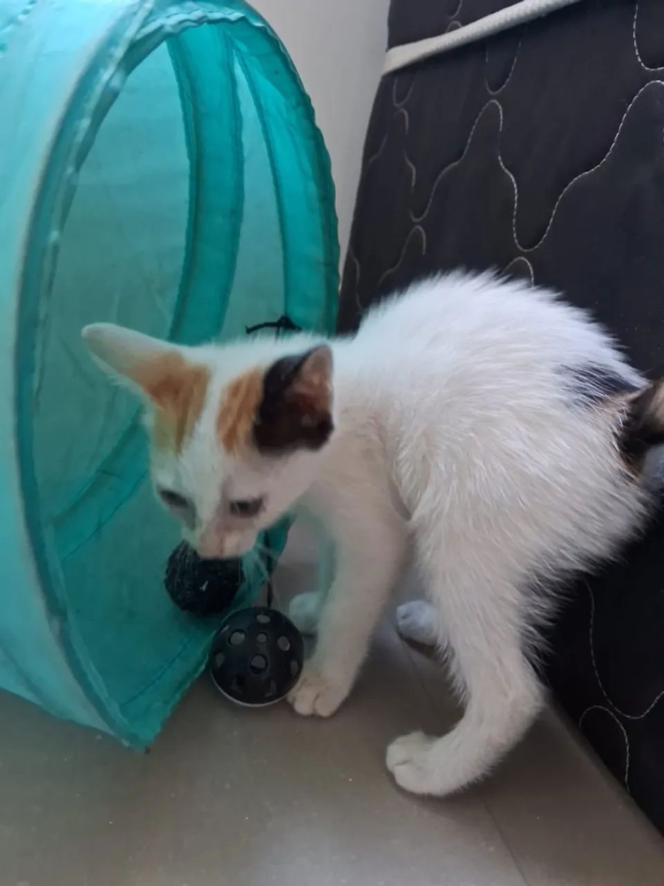 Doação gata filhote - Foto 2