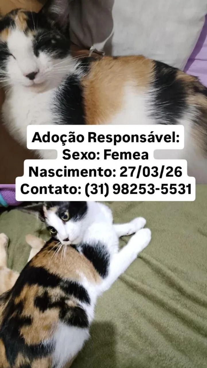 Doação de gatos  - Foto 2