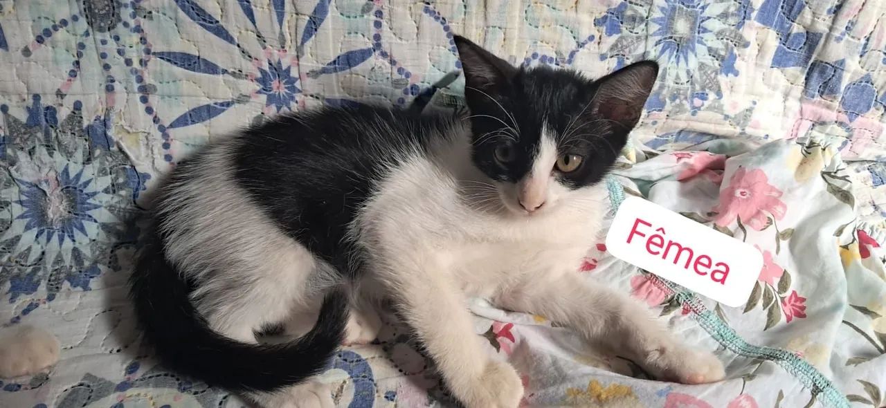 Gatinhos para adoção responsável  - Foto 3