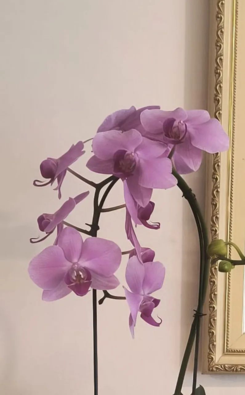 Orquídeas Phalaenopsis - Foto 2