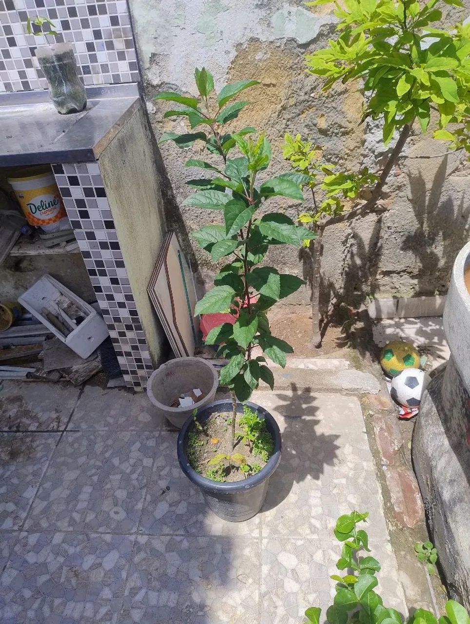 Planta  maçã Eva com 90 centímetros  - Foto 2