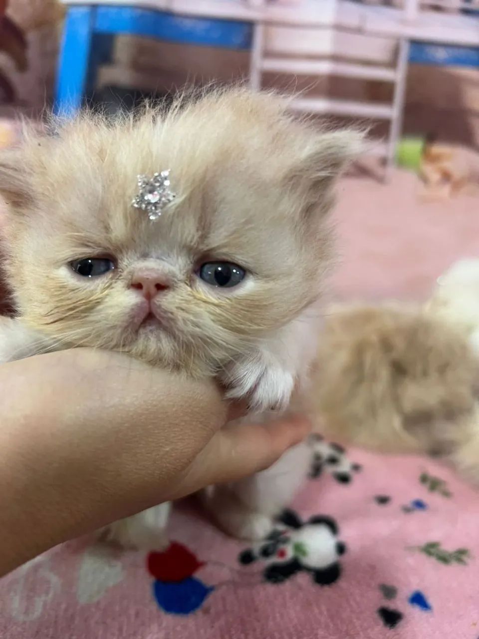 Gatos persas  - Foto 4