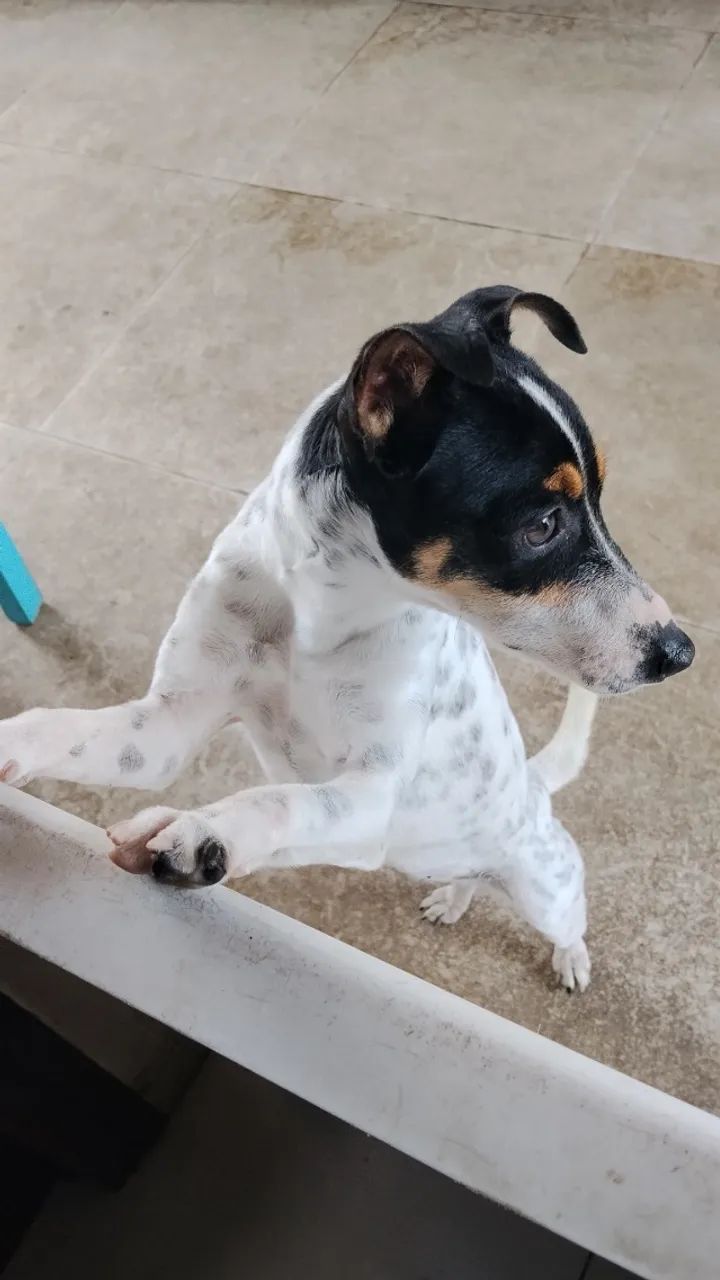 Cachorra Fox Paulistinha  - Foto 2