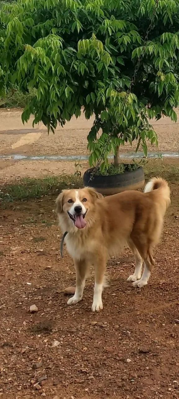 Cachorro
