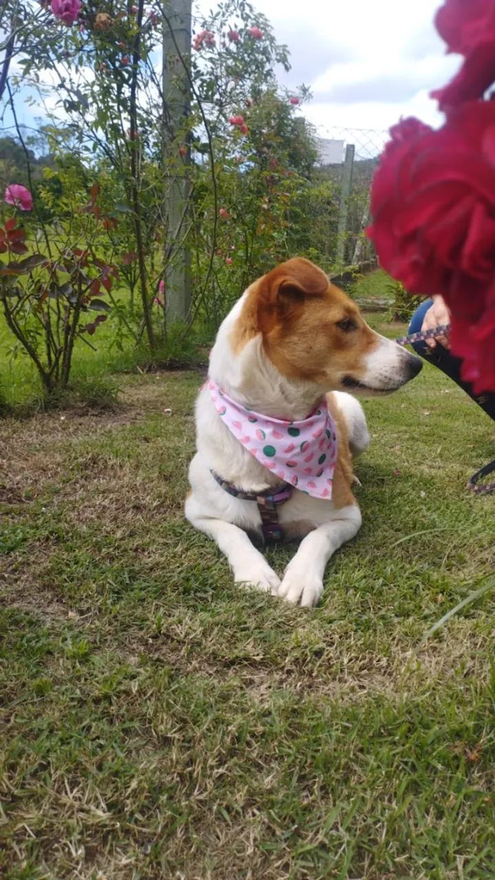 Pietra Adoção Responsável  - Foto 4